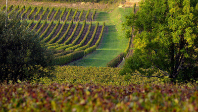 Twenty-Five Years On, A Bordeaux Steal