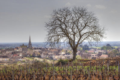 2015 Coche-Dury Meursault