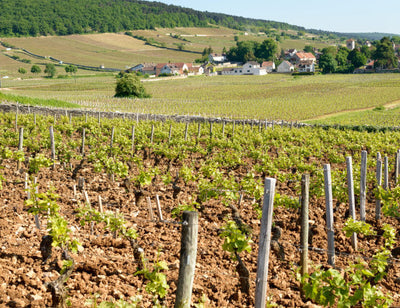 2008 Joseph Roty Gevrey 1er Cru 'Les Fontenys' MAGS