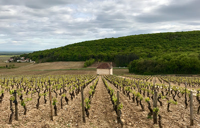 2012 Jean-Michel Guillon Gevrey 'VV'