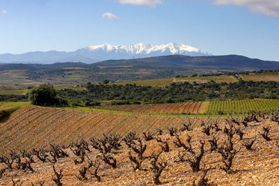 Roussillon's Evergreen Pleasure