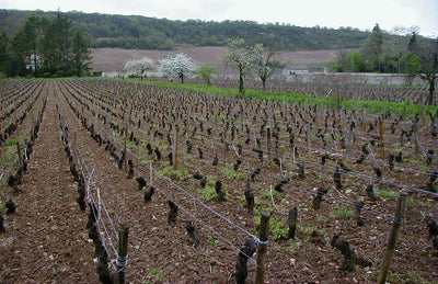 Premier Cru Red Burgundy, Double-Take Pricing