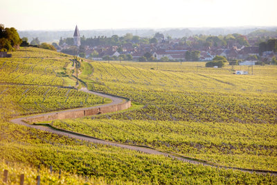 2009 Robert Chevillon Nuits 1er Cru 'Les Saint Georges'