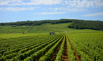 2013 Robert Chevillon Nuits 'Vieilles Vignes'