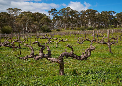 Wendouree Shiraz: 1991-2001