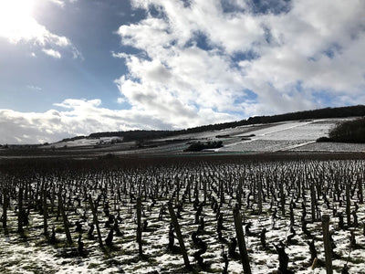 Clos de la Roche Spotlight