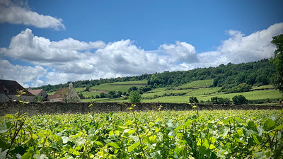 2019 Burgundy Pre-Arrival 6-Packs