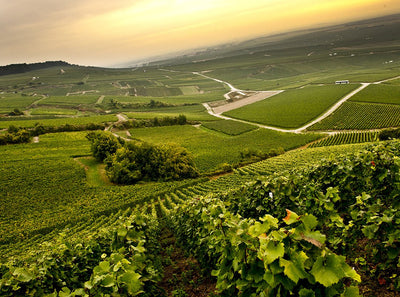 From the Shadow of Clos du Mesnil: Paul Launois 'Monochrome' Blanc de Blancs